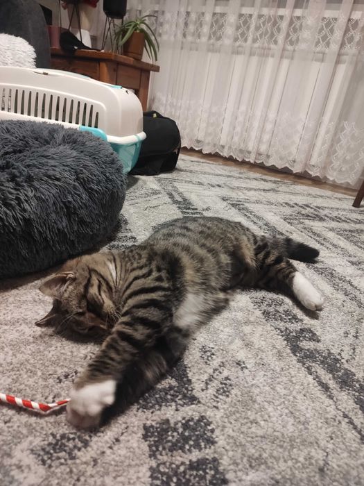 Oddam kotkę w dobre ręce.