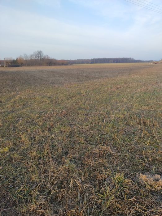 sprzedam ziemię rolną