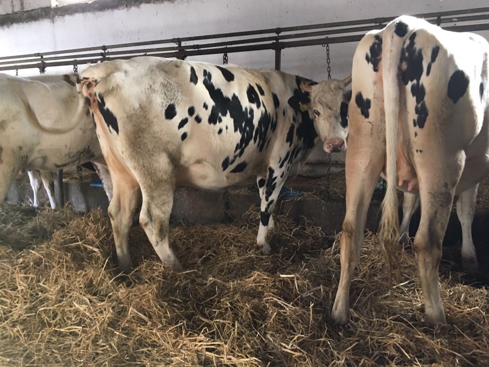 Jałówki HF wysokocielne 40 szt. Piątnica