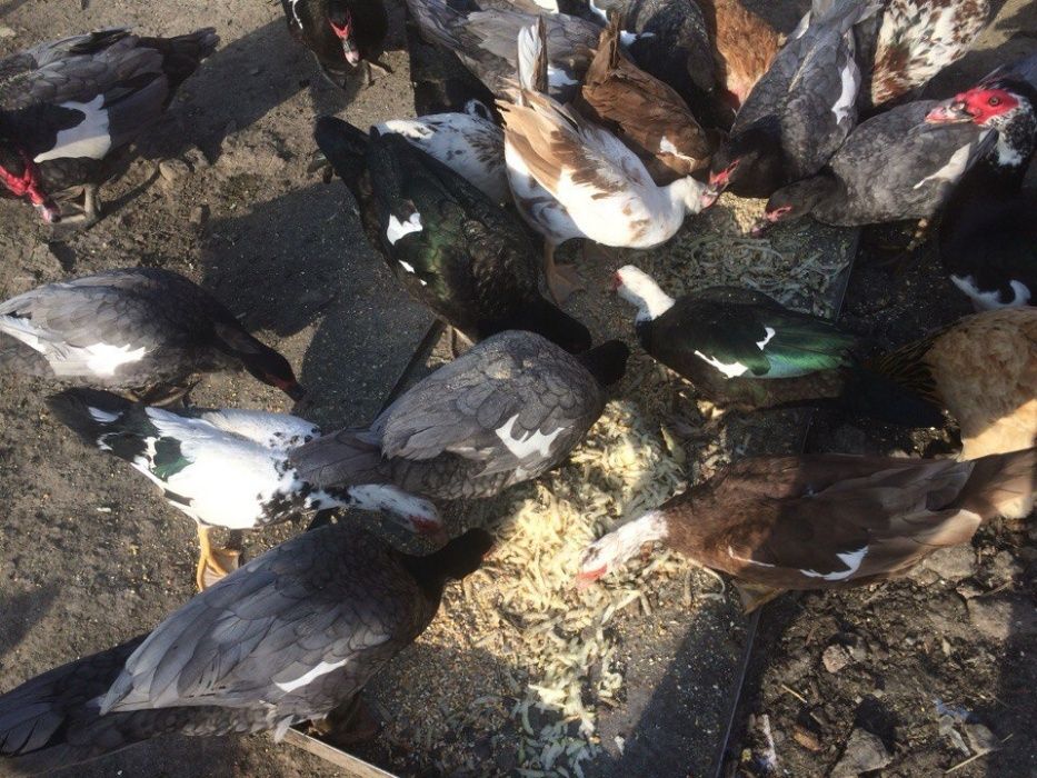 Продам кури різних порід