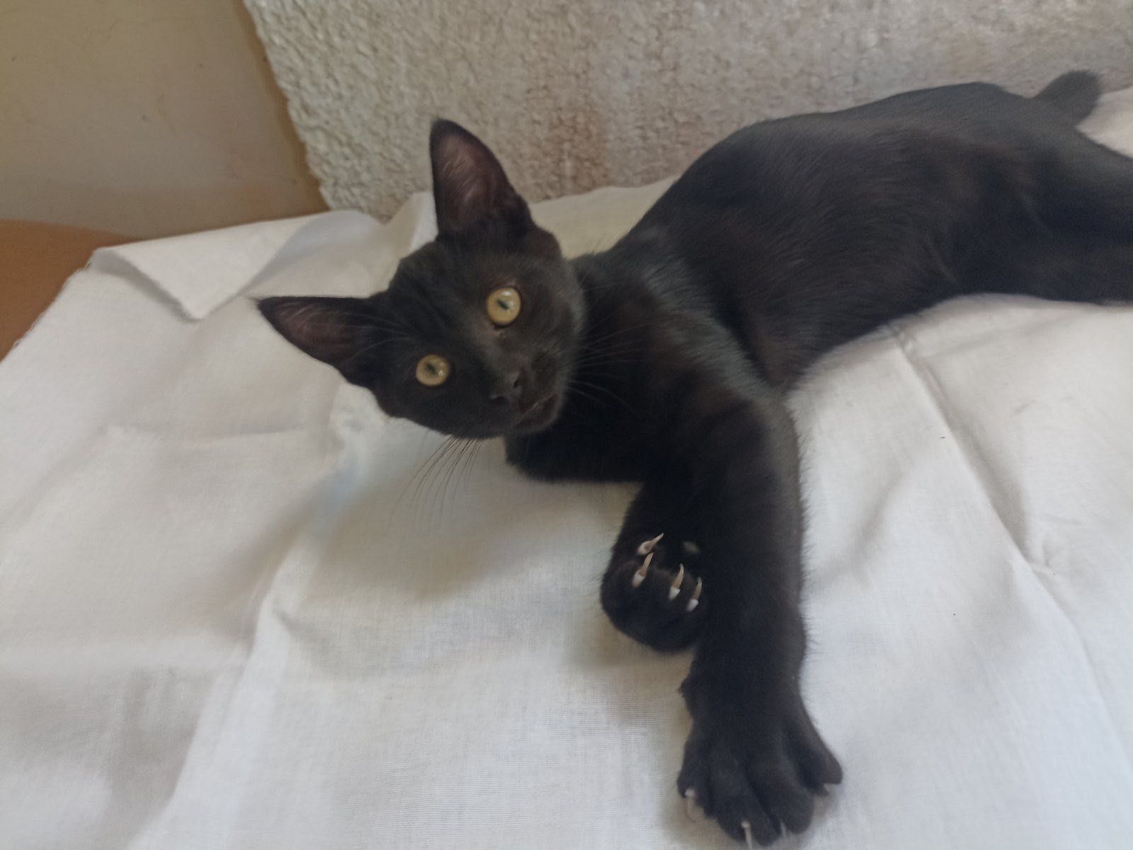 Черный котенок бесплатно