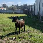 Cabra raca anã provavelmente cheia