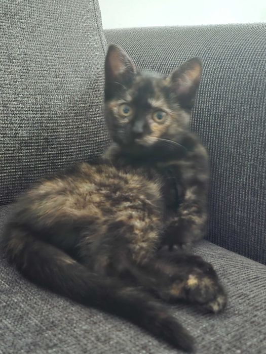 Panna Migotka z Fundacji Miasto Kotów