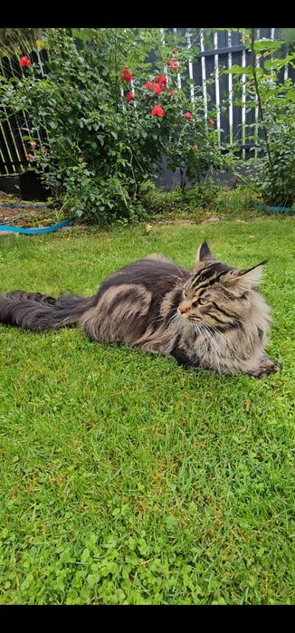 Maine coon Pręgowany