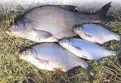 Живая рыба толстолоб