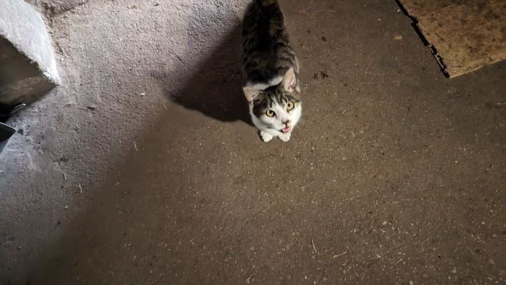 Młody kotek - oddam.