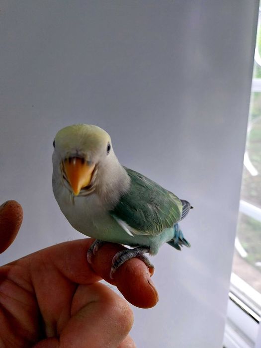 Agapornis Roseicollis