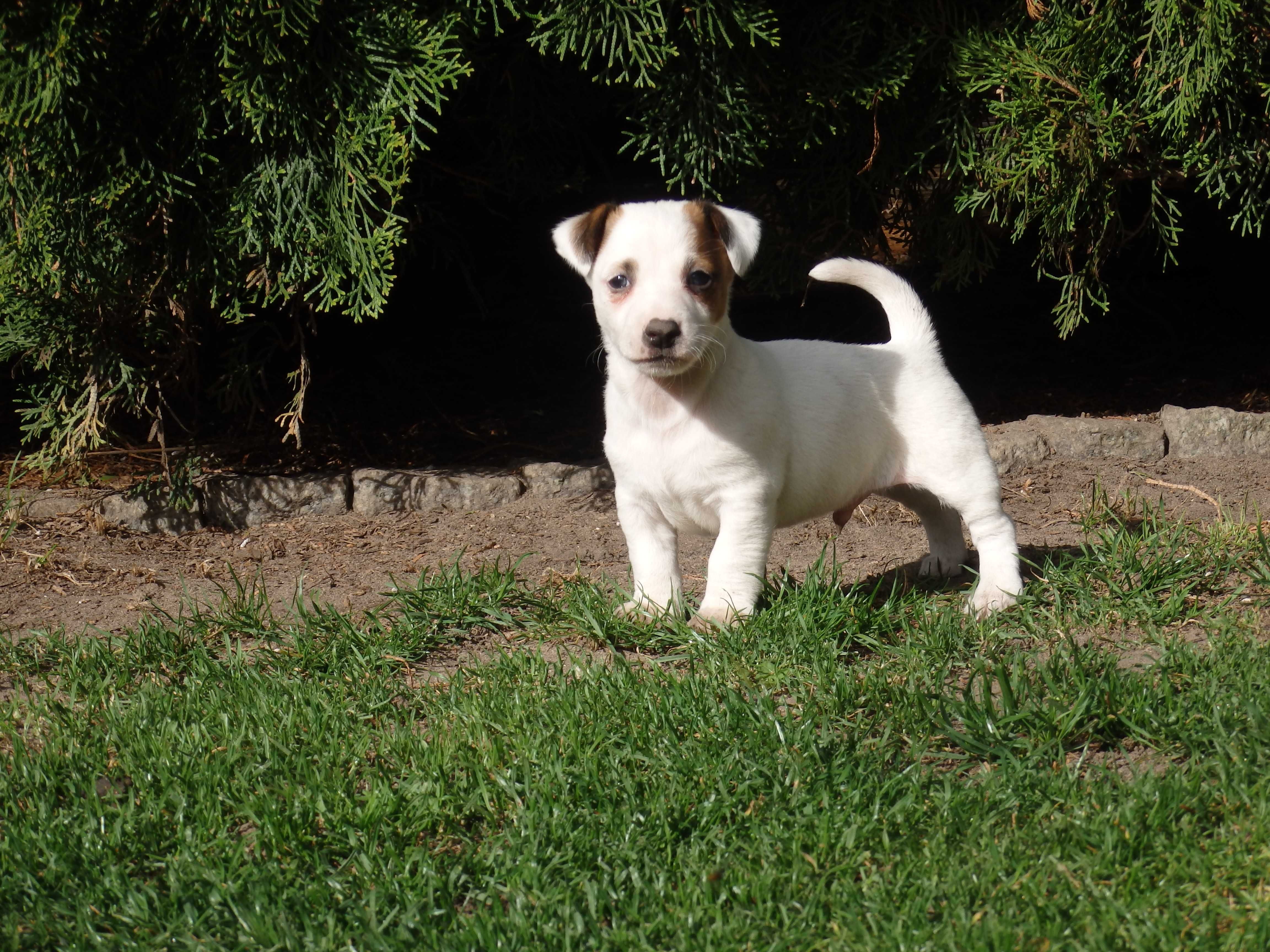 Jack Russell terrier  #SMARTIE JACKS# parents FCI/ ZKwP MALE puppy