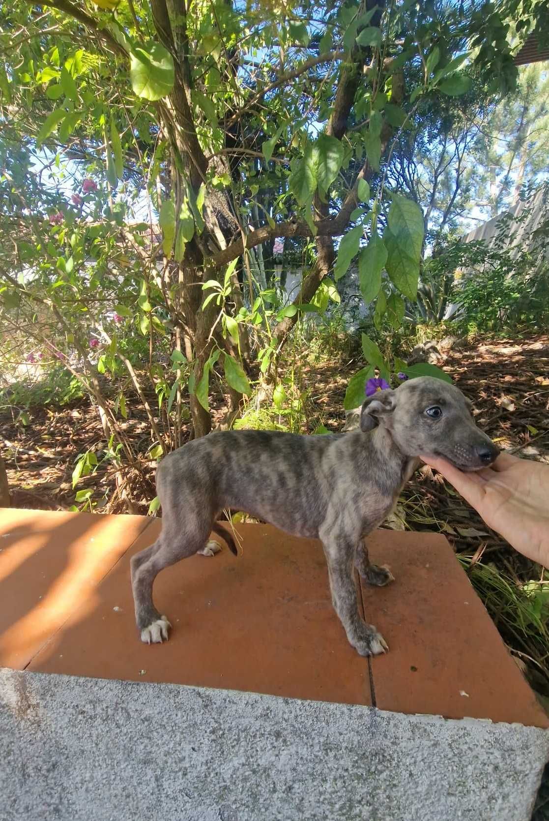 Galguinho/a Whippet Tigrado/a