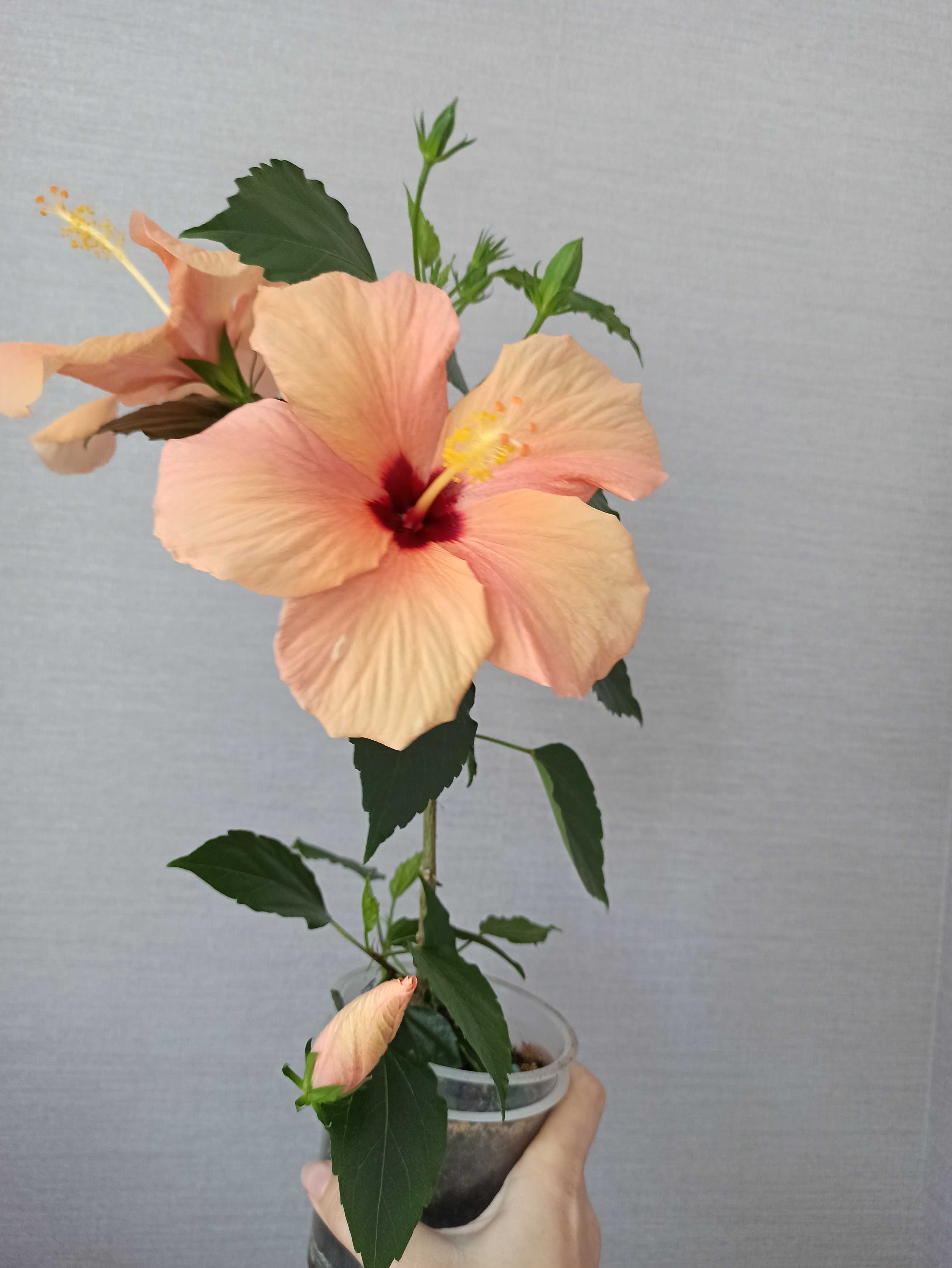Гибискус (китайская роза) цвет персиковый