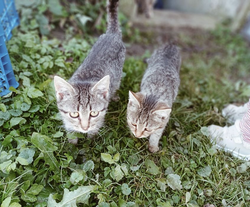 Віддам пухнастиків