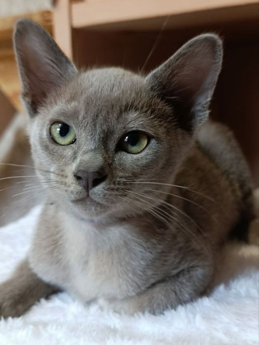 Котики,Бурма голубая, мальчики