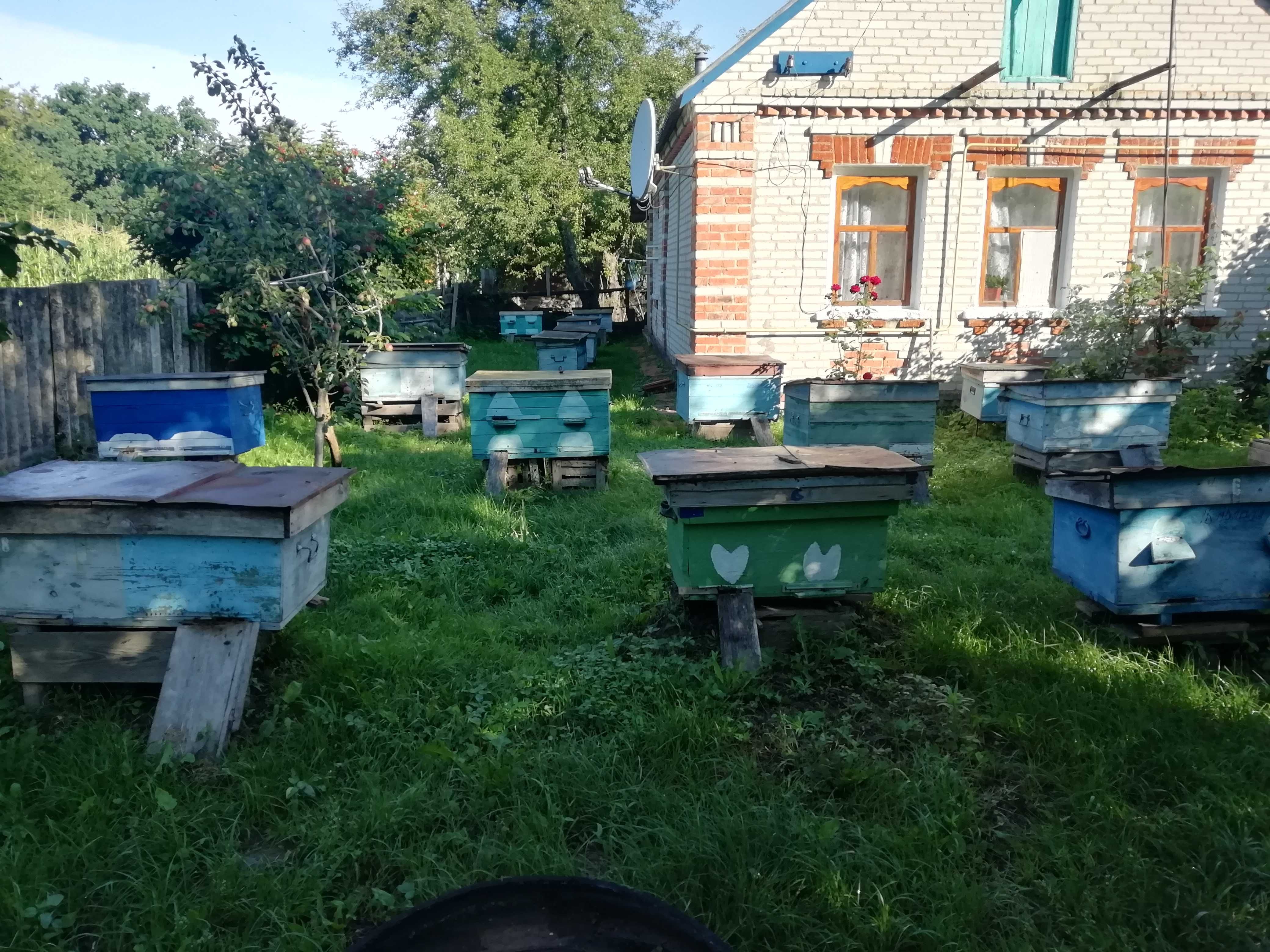 Продам пасіку в Сумській обл.