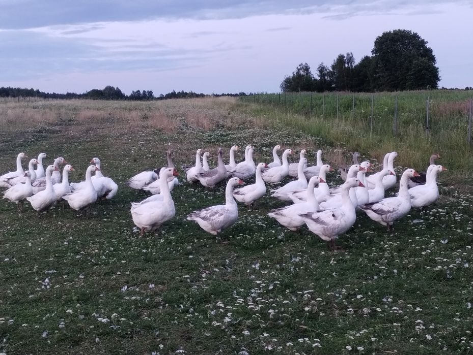 Sprzedam eko gęsi