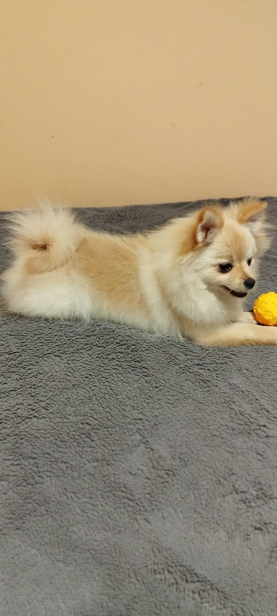 Szpic miniaturowy pomeranian chłopiec samiec
