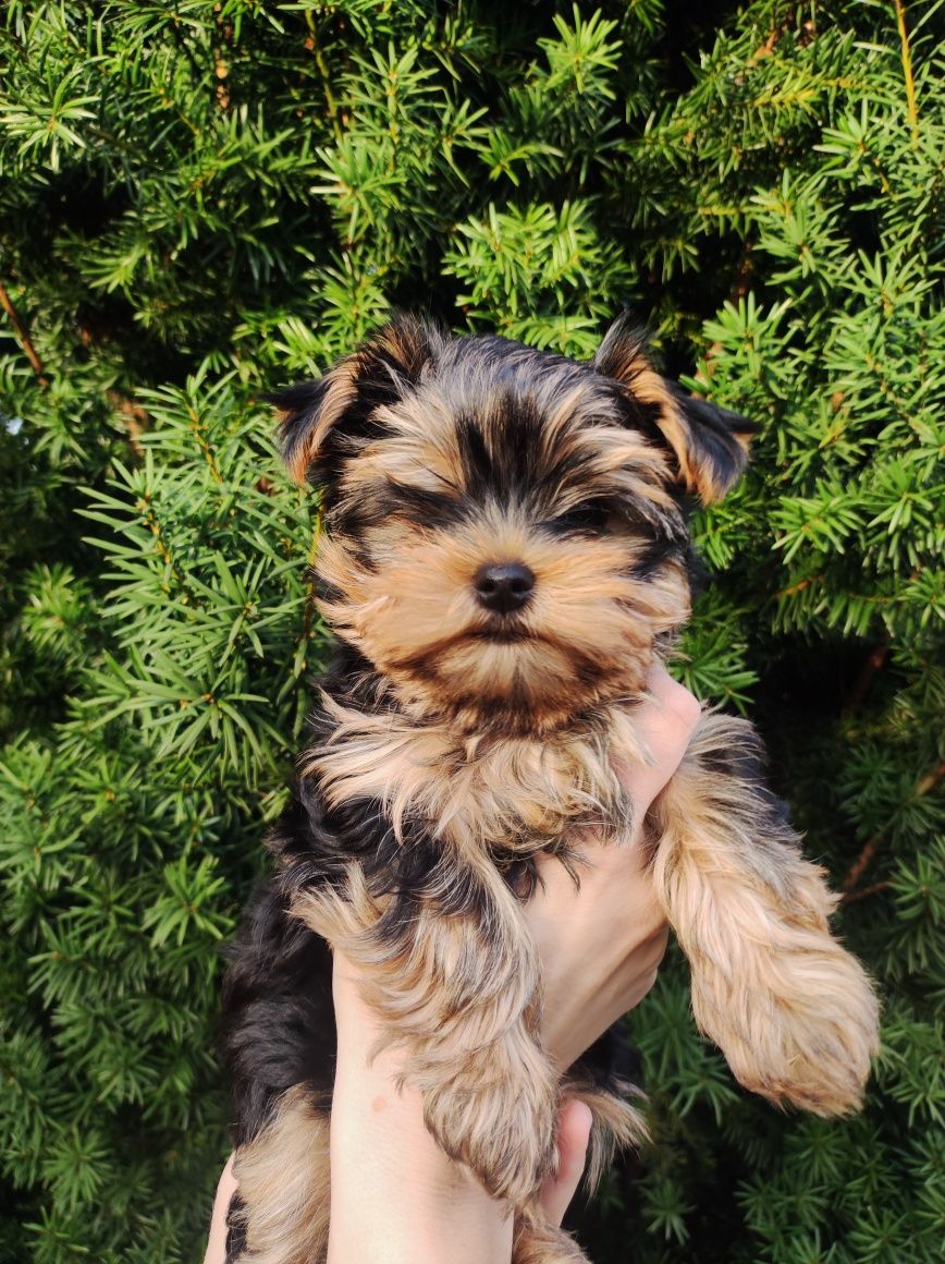 Yorkshire terrier FCI ZKwP dziewczynka