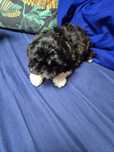 Suczka shih tzu . Rodowód.