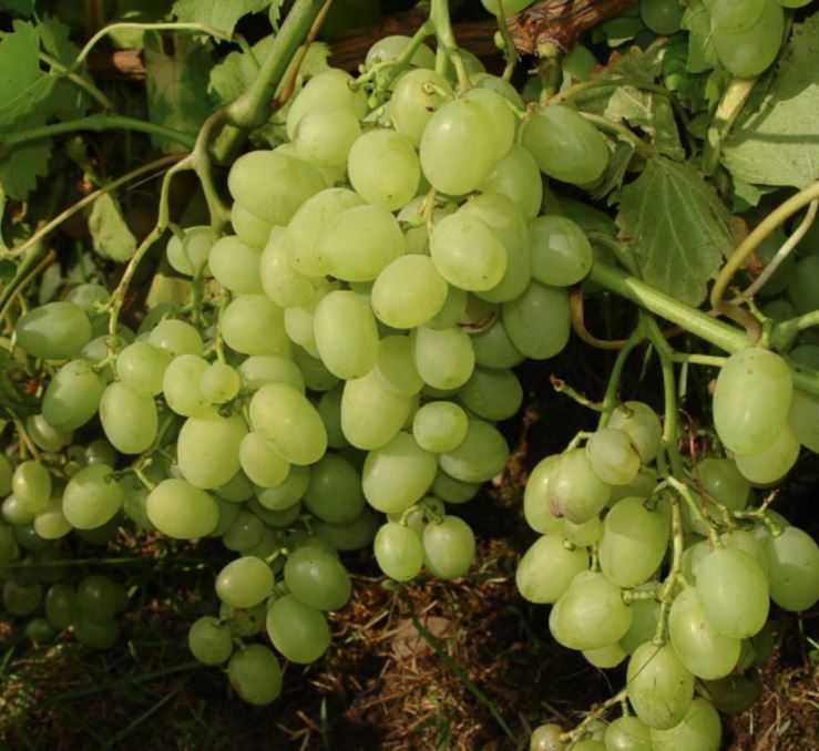 6 najwcześniejszych winogron. Sadzonki winorośli.