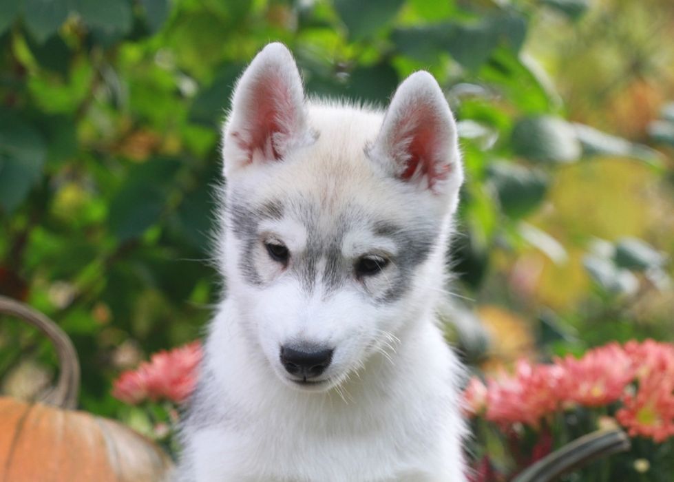 Siberian Husky FCI ZKwP