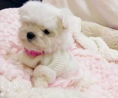 Piękny Maltańczyk Piesek z rodowodem .Mini do 2,2kg.