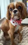 Cavalier ruby rodowód paszport sunia