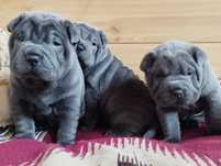 Shar pei  blue szczeniak  rezerwacja