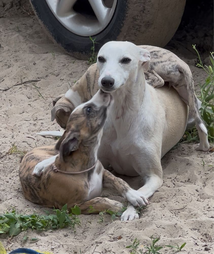 Whippet- chart angielski FCI