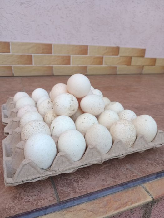 Яйця індичі червоний бурбон