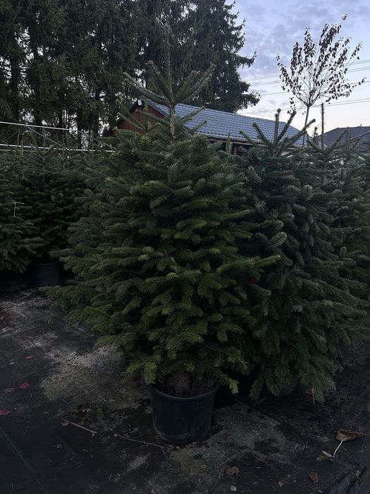 Jodła kaukaska formowana w donicy choinka świąteczna