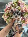 Bergamotka / Chihuahua / Suczka / Merle