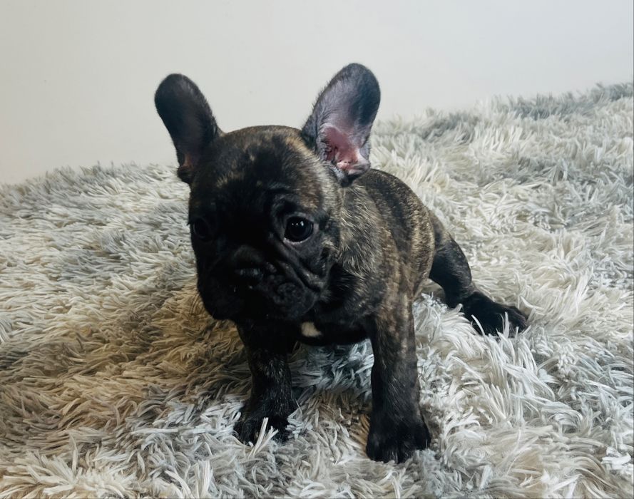 Buldog Francuski - pręgowana suczka ZKwP/FCI