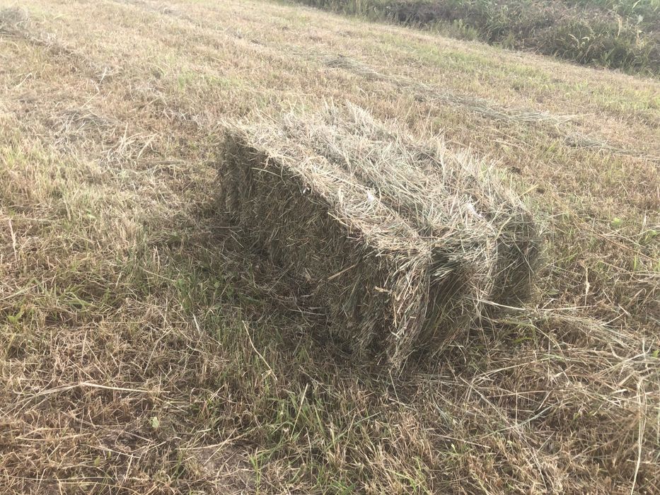 Продам тюки сіна 2025 року