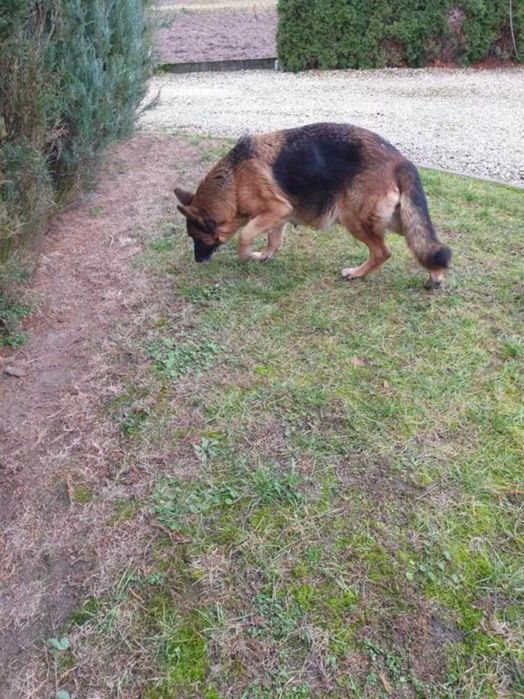 Oddam w dobre ręce sukę owczarka niemieckiego z metryką ZKwP (FCI).