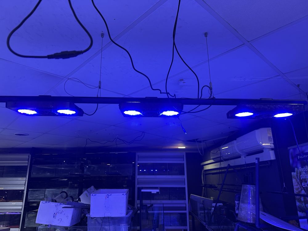 Luminaria Radion