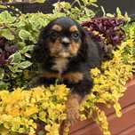 Cavalier King Charles Spaniel