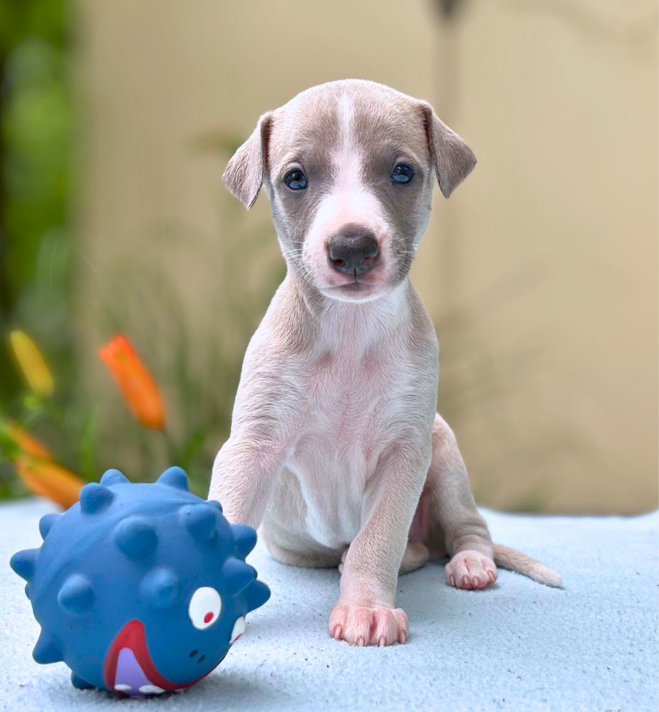 Whippet chart angielski