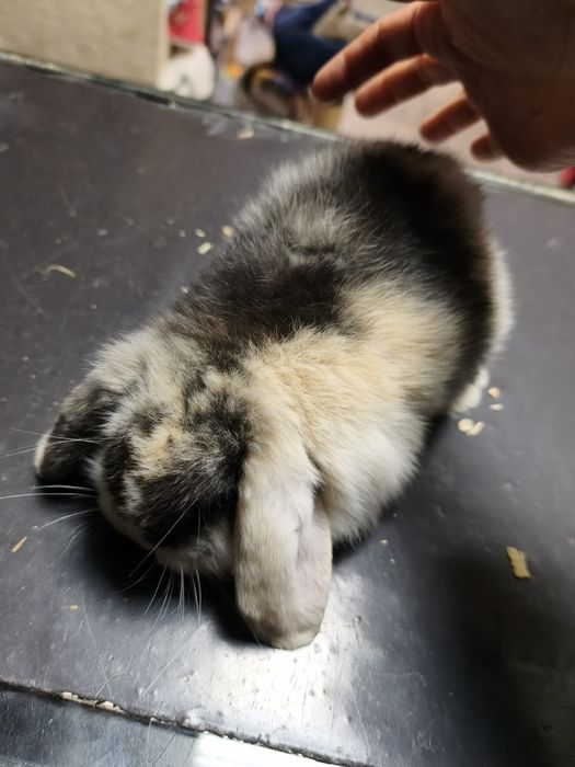 Coelho mini lop 2 meses