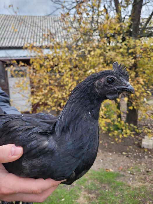 Kogut ayam cemani