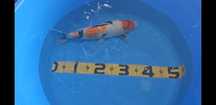 Koi Showa Ginring 38cm