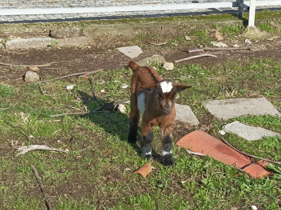 Cabritinho anão macho muito lindo