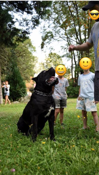 Розкішний  кобель Кане корсо для вʼязки