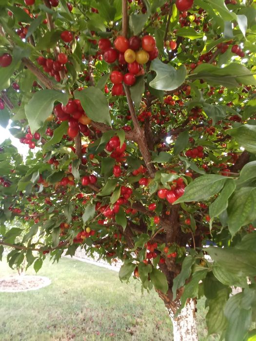 Owoce derenia, świeży dereń.