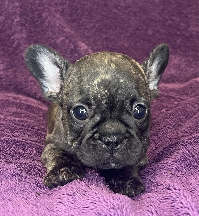 Buldog Francuski - pręgowana suczka ZKwP/FCI