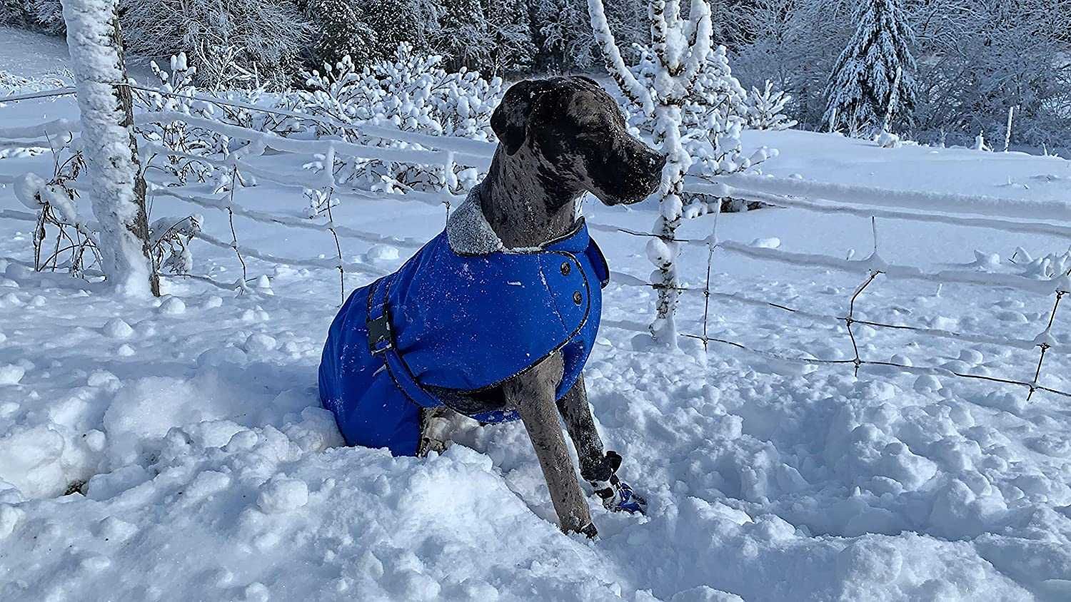 Muttluks Płaszcz zimowy dla psa Labrador Retriver