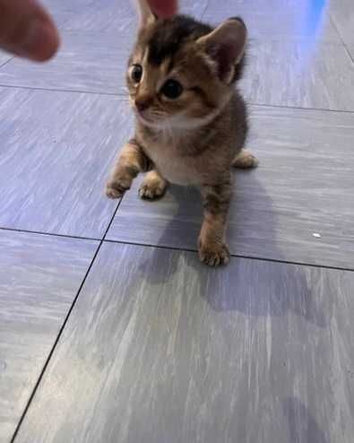 Котята чаузи! Маленькая домашняя рысь!