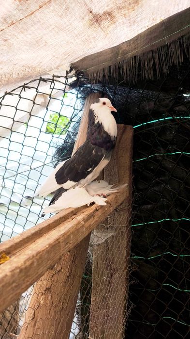 Pombos papo de vento