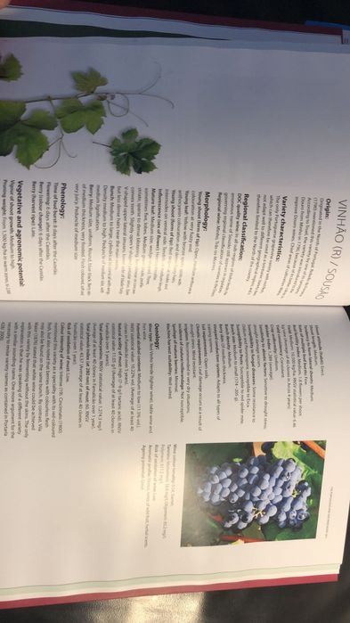 Livro de vinhos em ingles como novo