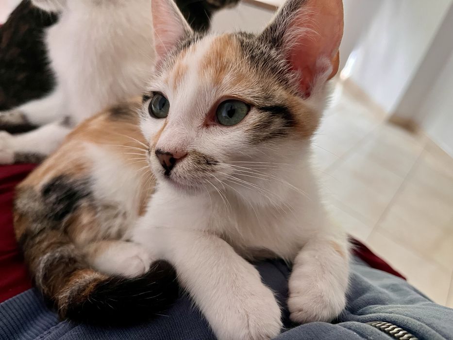 5 gatinhos - adopção responsável