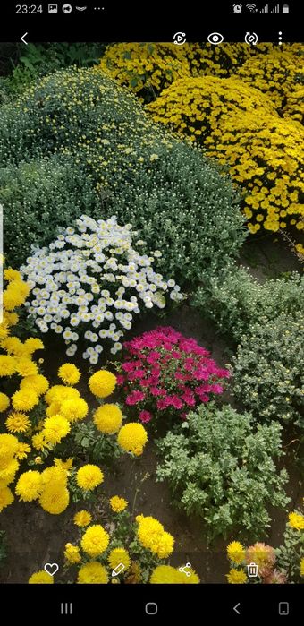 Маточники мультифлора жовта