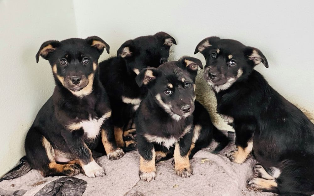 Віддаю у добрі руки